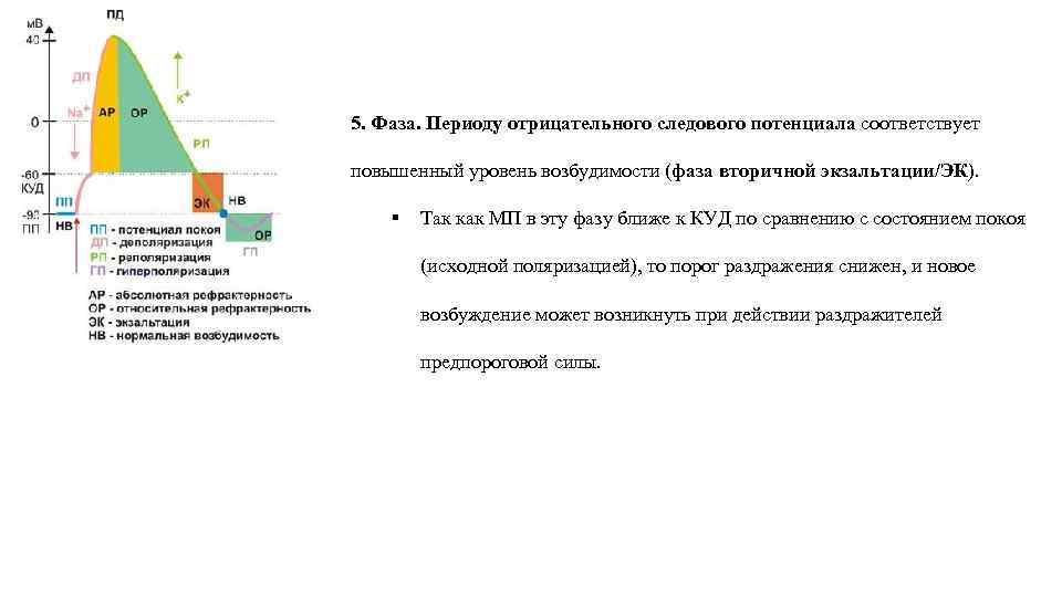 Фазы соответствующие. Экзальтация фаза возбудимости. Период отрицательного следового потенциала. Первичная экзальтация физиология. Первичная и вторичная экзальтация.