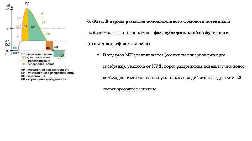 6. Фаза. В период развития положительного следового потенциала возбудимость ткани понижена – фаза субнормальной