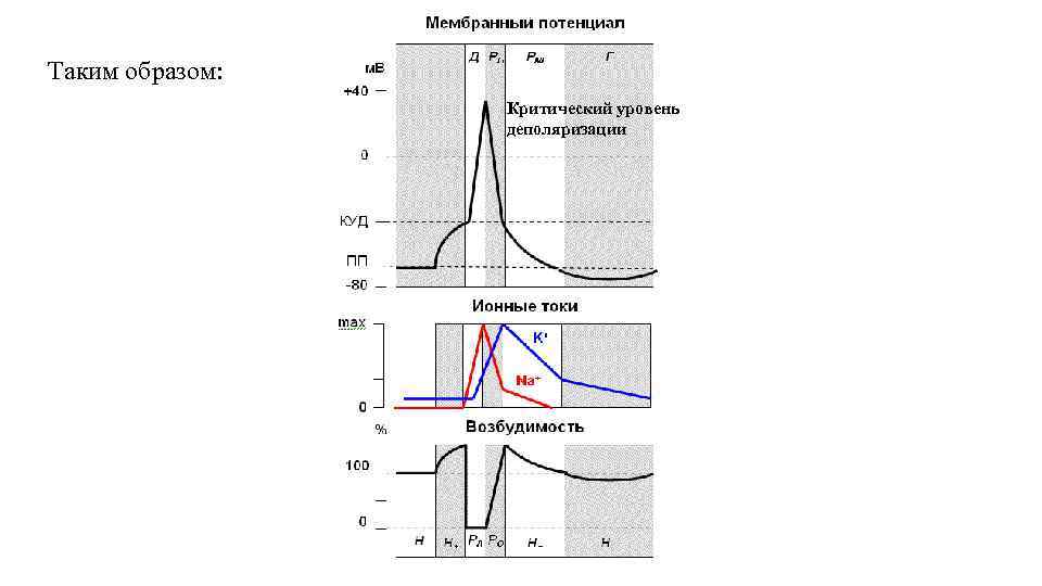 Критический образ. Критический уровень деполяризации мембраны физиология. Критический уровень деполяризации физиология. Критический уровень и порог деполяризации. Критический уровень деполяризации скелетных мышц.