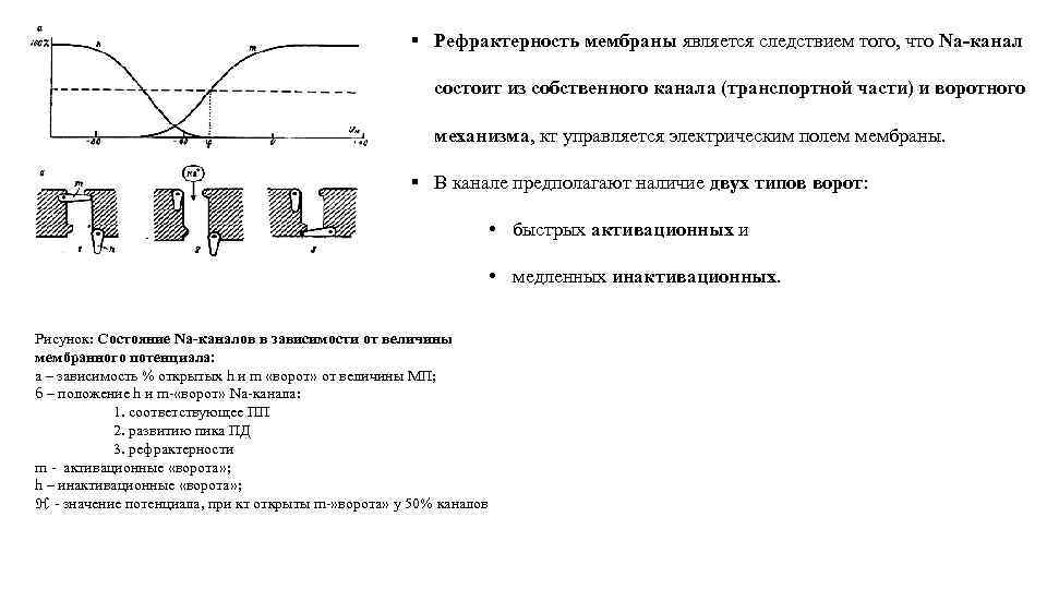 § Рефрактерность мембраны является следствием того, что Na-канал состоит из собственного канала (транспортной части)