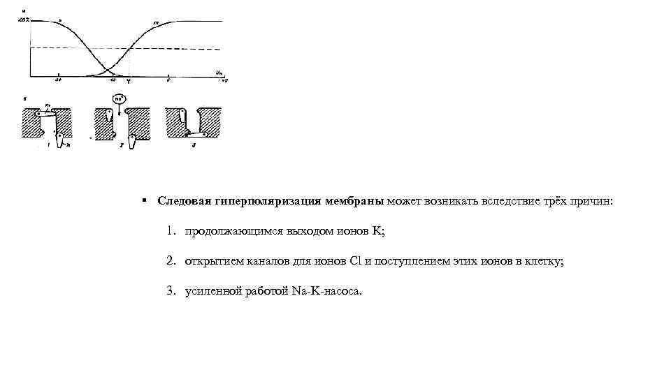 § Следовая гиперполяризация мембраны может возникать вследствие трёх причин: 1. продолжающимся выходом ионов K;