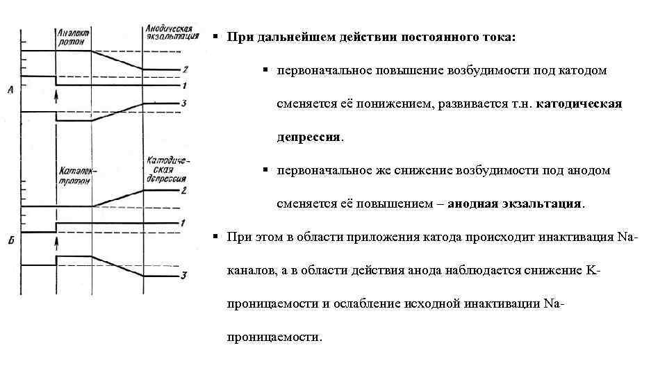 § При дальнейшем действии постоянного тока: § первоначальное повышение возбудимости под катодом сменяется её