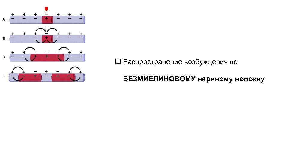 q Распространение возбуждения по БЕЗМИЕЛИНОВОМУ нервному волокну 