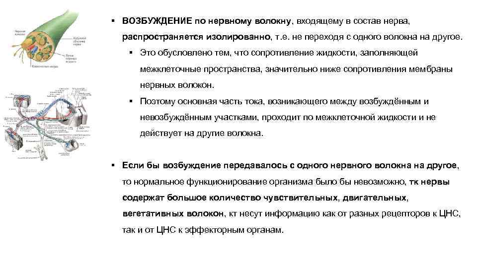 § ВОЗБУЖДЕНИЕ по нервному волокну, входящему в состав нерва, распространяется изолированно, т. е. не