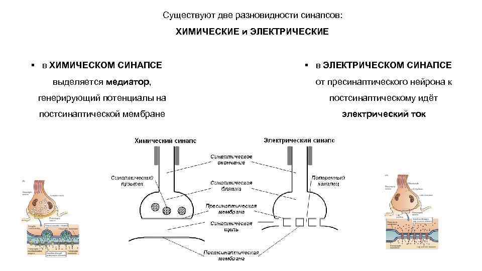 Существуют две разновидности синапсов: ХИМИЧЕСКИЕ и ЭЛЕКТРИЧЕСКИЕ § в ХИМИЧЕСКОМ СИНАПСЕ § в ЭЛЕКТРИЧЕСКОМ