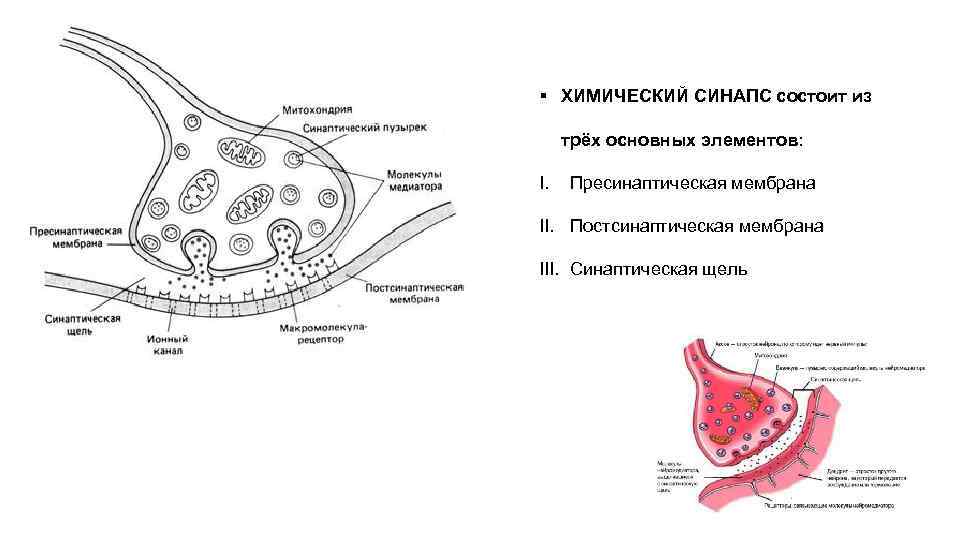 § ХИМИЧЕСКИЙ СИНАПС состоит из трёх основных элементов: I. Пресинаптическая мембрана II. Постсинаптическая мембрана