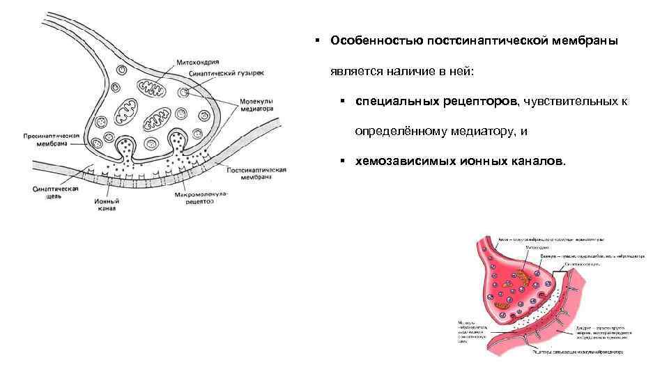 § Особенностью постсинаптической мембраны является наличие в ней: § специальных рецепторов, чувствительных к определённому