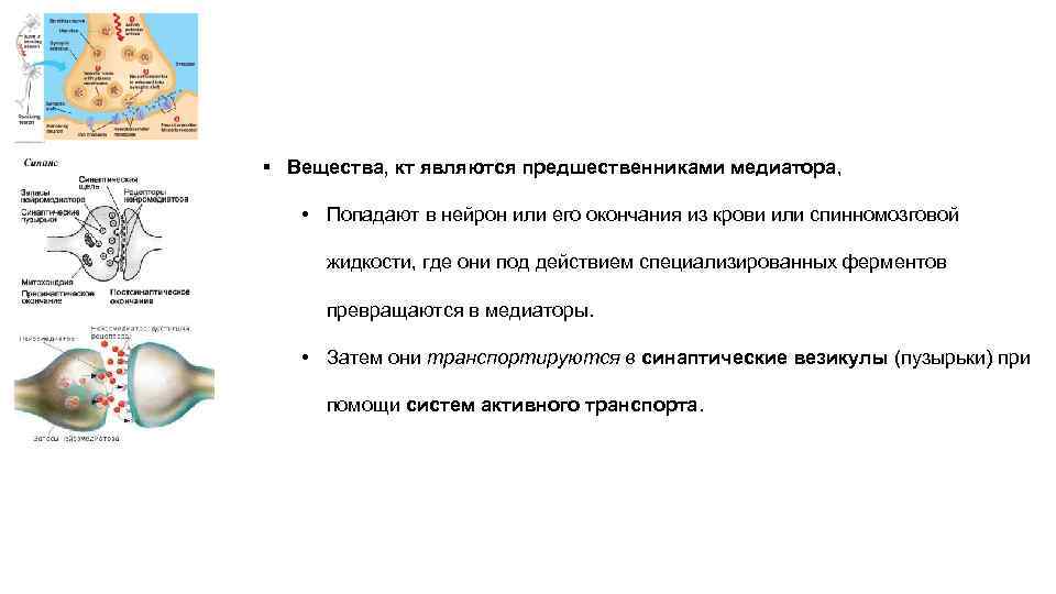 § Вещества, кт являются предшественниками медиатора, • Попадают в нейрон или его окончания из