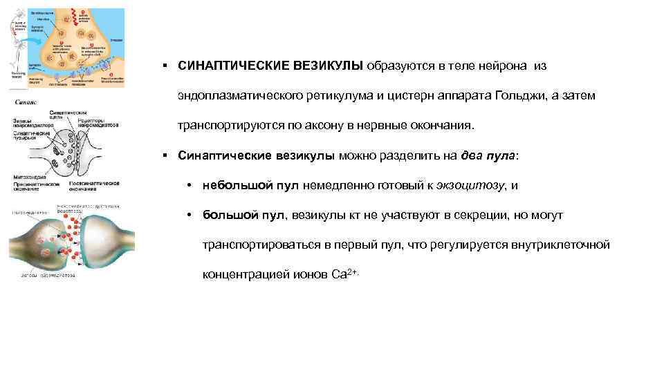 § СИНАПТИЧЕСКИЕ ВЕЗИКУЛЫ образуются в теле нейрона из эндоплазматического ретикулума и цистерн аппарата Гольджи,