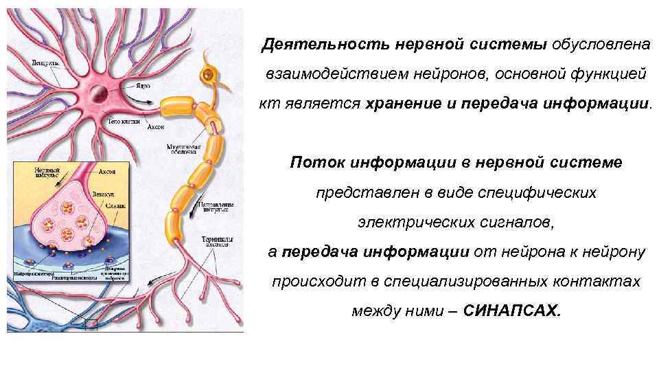 Деятельность нервной системы обусловлена взаимодействием нейронов, основной функцией кт является хранение и передача информации.