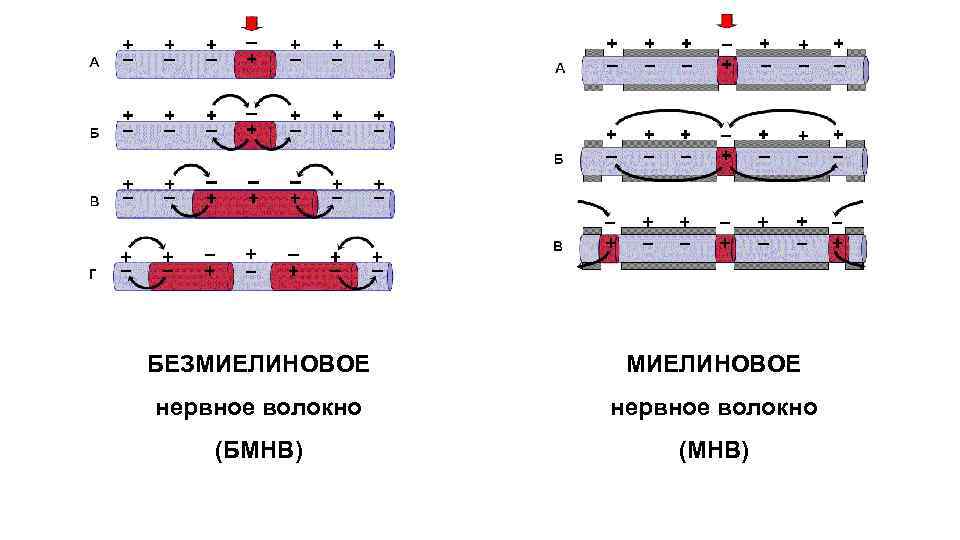 БЕЗМИЕЛИНОВОЕ нервное волокно (БМНВ) (МНВ) 