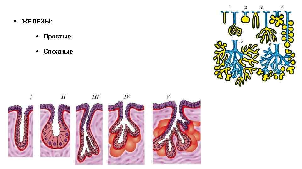 Простая железа. Простые и сложные железы. Строение простой железы. Железистый рисунок. Железистый эпителий схематичный рисунок.