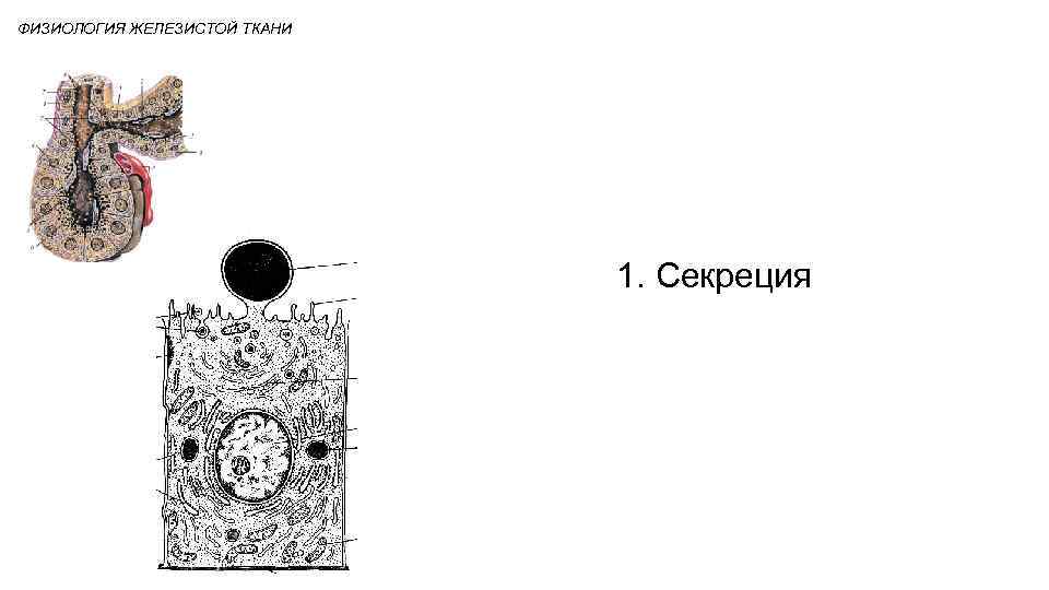 ФИЗИОЛОГИЯ ЖЕЛЕЗИСТОЙ ТКАНИ 1. Секреция 