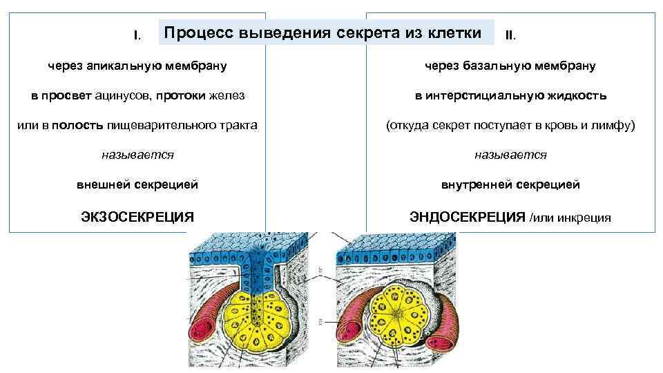 I. Процесс выведения секрета из клетки II. через апикальную мембрану через базальную мембрану в