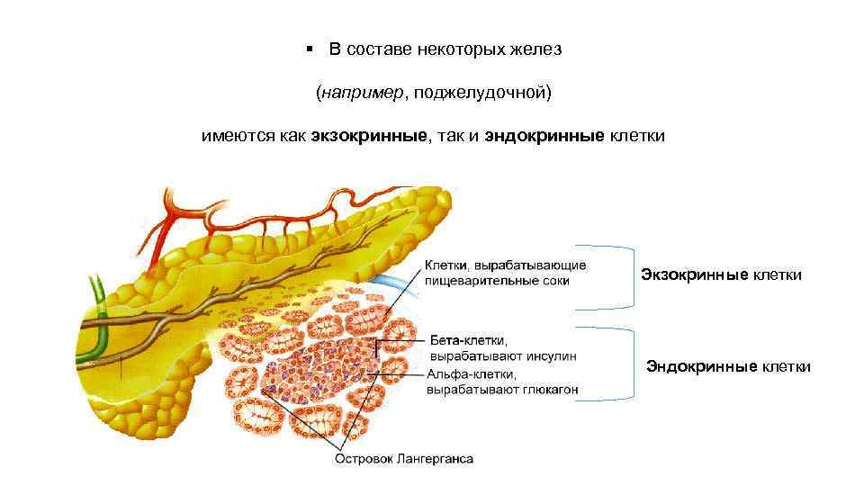 § В составе некоторых желез (например, поджелудочной) имеются как экзокринные, так и эндокринные клетки