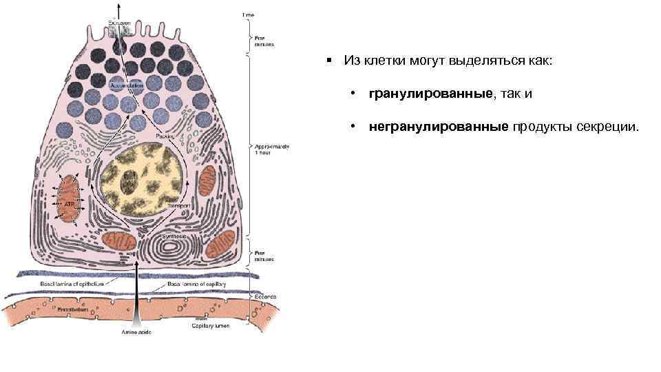 § Из клетки могут выделяться как: • гранулированные, так и • негранулированные продукты секреции.