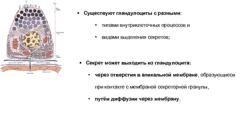 § Существуют гландулоциты с разными: • типами внутриклеточных процессов и • видами выделения секретов;