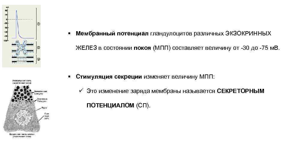 § Мембранный потенциал гландулоцитов различных ЭКЗОКРИННЫХ ЖЕЛЕЗ в состоянии покоя (МПП) составляет величину от