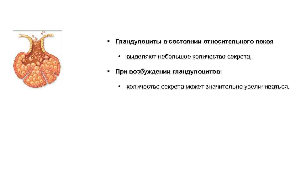 § Гландулоциты в состоянии относительного покоя • выделяют небольшое количество секрета, § При возбуждении