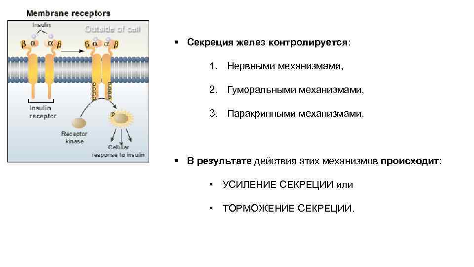 § Секреция желез контролируется: 1. Нервными механизмами, 2. Гуморальными механизмами, 3. Паракринными механизмами. §