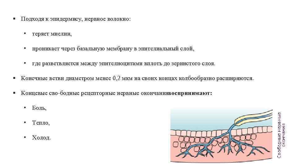 § Подходя к эпидермису, нервное волокно: • теряет миелин, • проникает через базальную мембрану