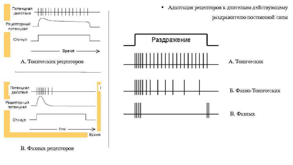 § Адаптация рецепторов к длительно действующему раздражителю постоянной силы А. Тонических рецепторов А. Тонических