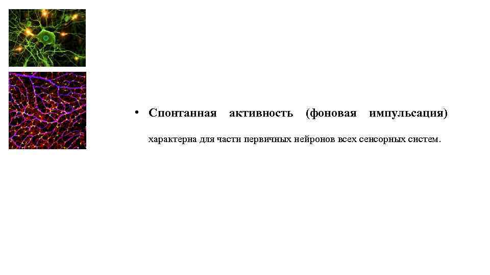  • Спонтанная активность (фоновая импульсация) характерна для части первичных нейронов всех сенсорных систем.