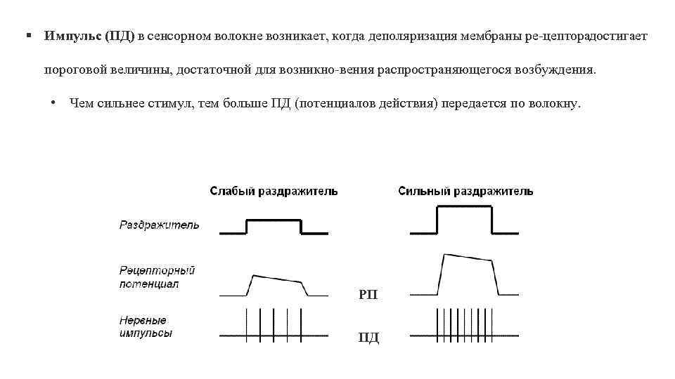 § Импульс (ПД) в сенсорном волокне возникает, когда деполяризация мембраны ре цептора достигает пороговой