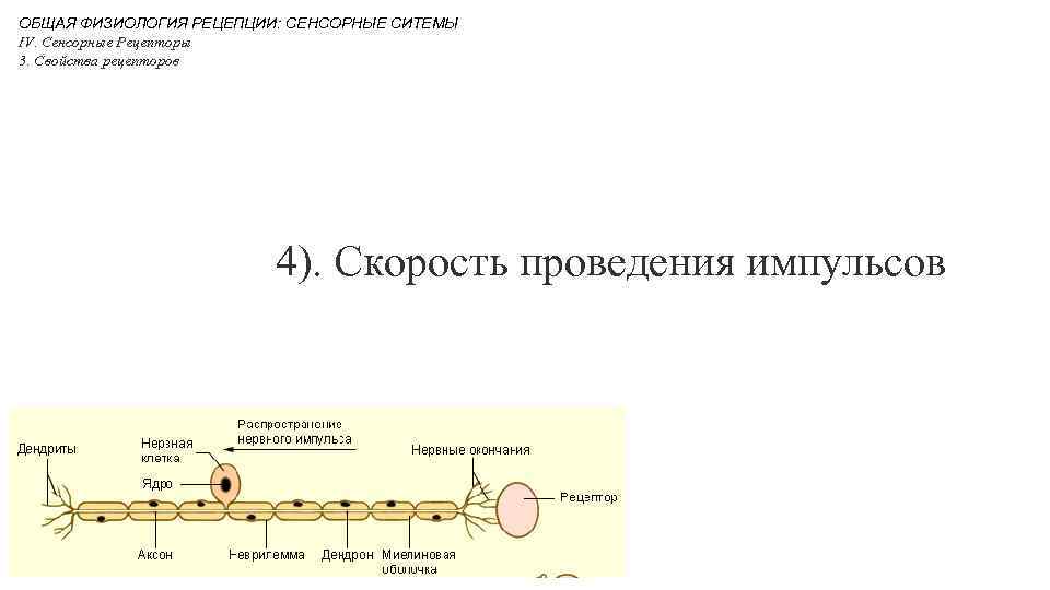 Болевая рецепция физиология презентация