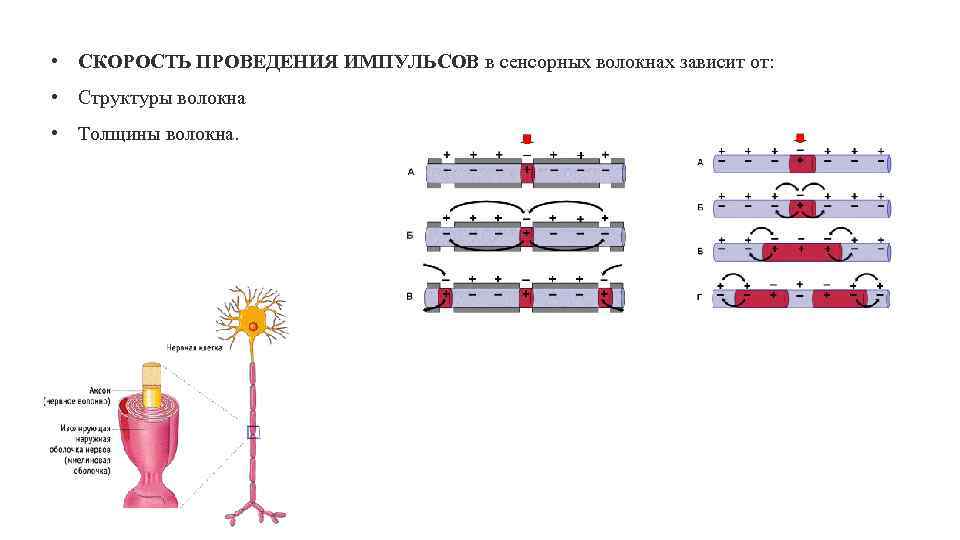  • СКОРОСТЬ ПРОВЕДЕНИЯ ИМПУЛЬСОВ в сенсорных волокнах зависит от: • Структуры волокна •