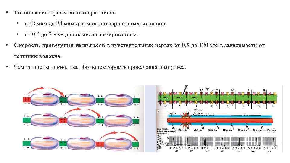 Рисунок 7 нервный импульс миелинизированные волокна