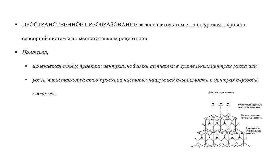 § ПРОСТРАНСТВЕННОЕ ПРЕОБРАЗОВАНИЕ за ключается том, что от уровня к уровню в сенсорной системы