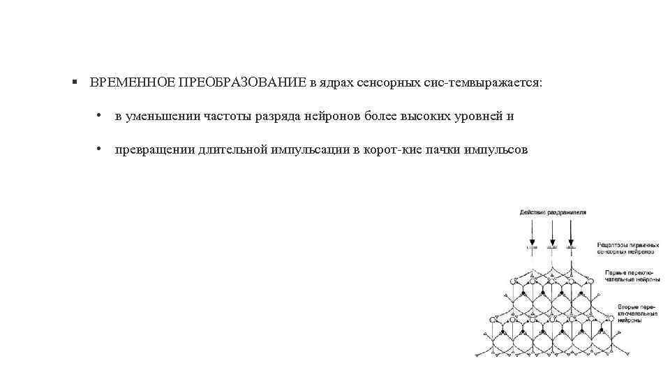 § ВРЕМЕННОЕ ПРЕОБРАЗОВАНИЕ в ядрах сенсорных сис тем ыражается: в • в уменьшении частоты