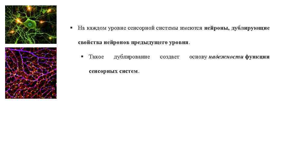 § На каждом уровне сенсорной системы имеются нейроны, дублирующие свойства нейронов предыдущего уровня. §