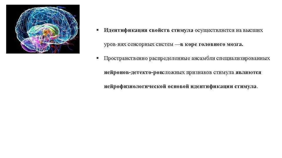§ Идентификация свойств стимула осуществляется на высших уров нях сенсорных систем — коре головного
