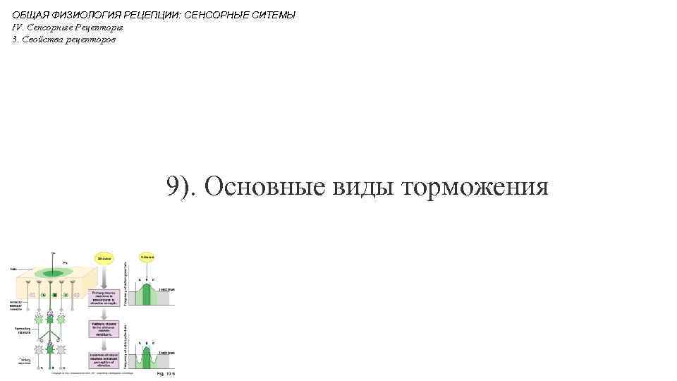ОБЩАЯ ФИЗИОЛОГИЯ РЕЦЕПЦИИ: СЕНСОРНЫЕ СИТЕМЫ IV. Сенсорные Рецепторы 3. Свойства рецепторов 9). Основные виды