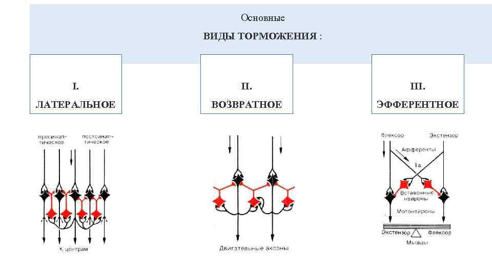 Основные ВИДЫ ТОРМОЖЕНИЯ : I. III. ЛАТЕРАЛЬНОЕ ВОЗВРАТНОЕ ЭФФЕРЕНТНОЕ 