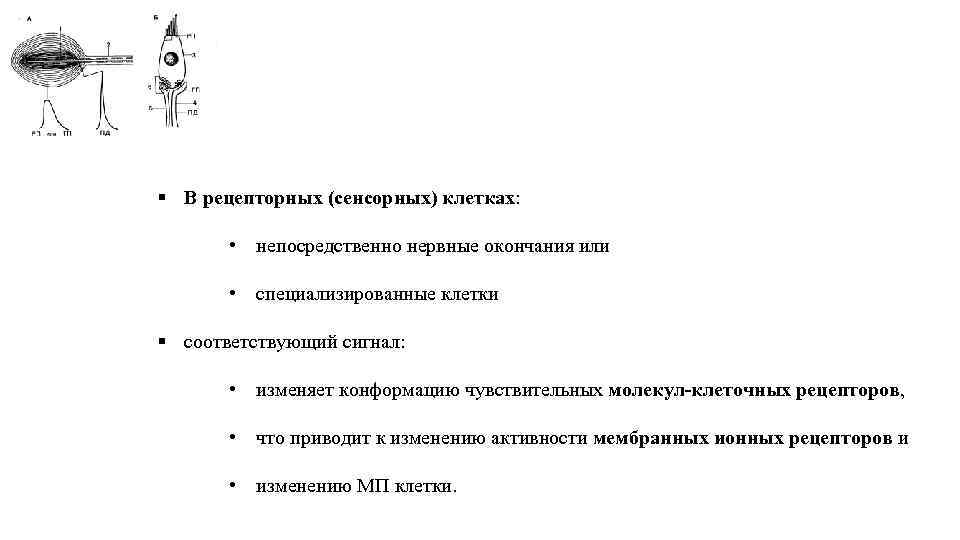 § В рецепторных (сенсорных) клетках: • непосредственно нервные окончания или • специализированные клетки §