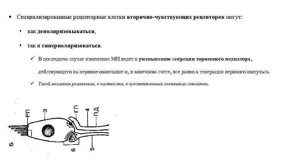 § Специализированные рецепторные клетки вторично чувствующих рецепторов могут: • как деполяризовываться, • так и