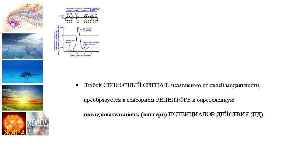 § Любой СЕНСОРНЫЙ СИГНАЛ, независимо от своей модальности, преобразуется в сенсорном РЕЦЕПТОРЕ в определенную