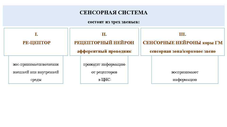 СЕНСОРНАЯ СИСТЕМА состоит из трех звеньев: I. III. РЕ ЦЕПТОР РЕЦЕПТОРНЫЙ НЕЙРОН СЕНСОРНЫЕ НЕЙРОНЫ
