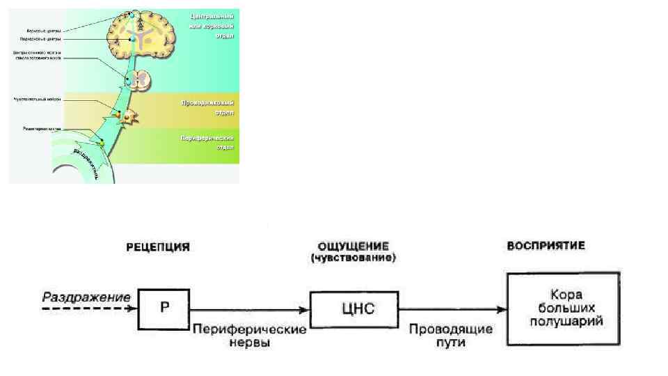 Схема мембранной рецепции