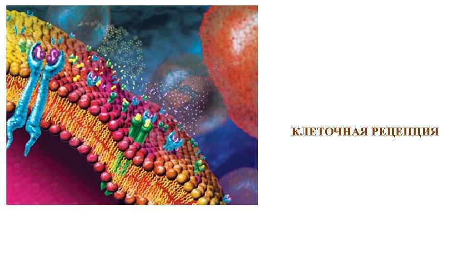 КЛЕТОЧНАЯ РЕЦЕПЦИЯ 