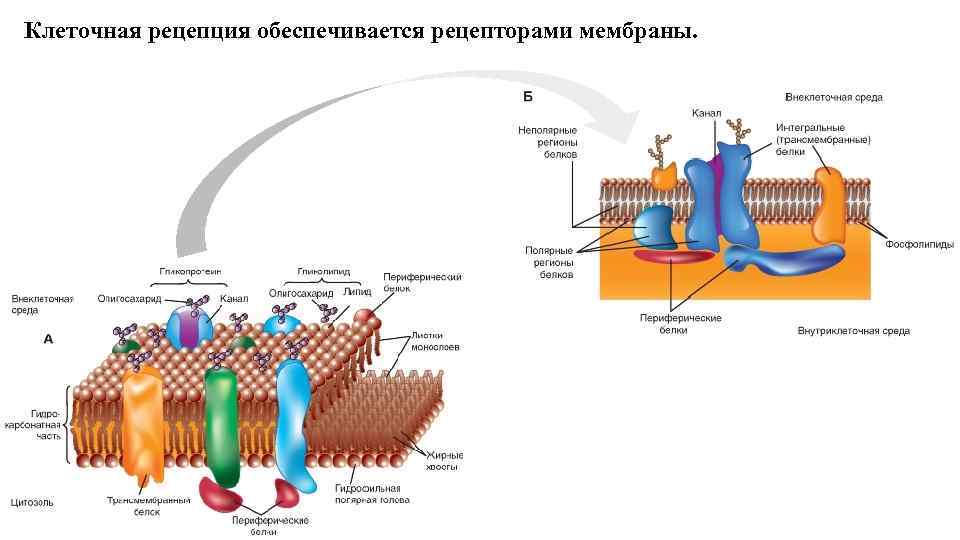 Рецепторная мембрана