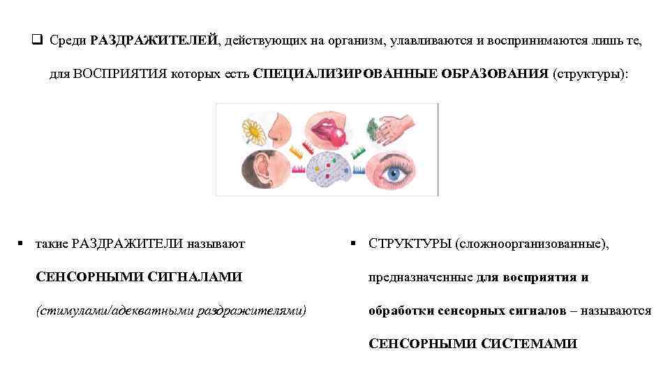 q Среди РАЗДРАЖИТЕЛЕЙ, действующих на организм, улавливаются и воспринимаются лишь те, для ВОСПРИЯТИЯ которых