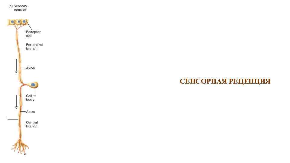 СЕНСОРНАЯ РЕЦЕПЦИЯ 