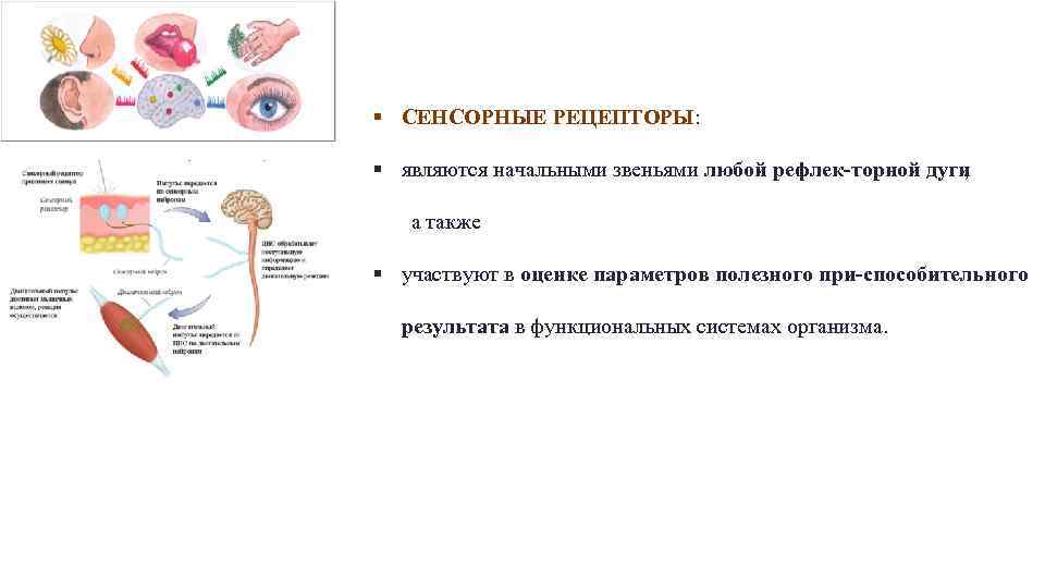 Конечное звено любого анализатора