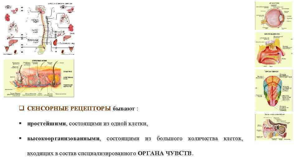 q СЕНСОРНЫЕ РЕЦЕПТОРЫ бывают : § простейшими, состоящими из одной клетки, § высокоорганизованными, состоящими