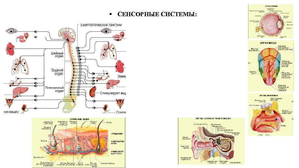 Процессы в сенсорных системах