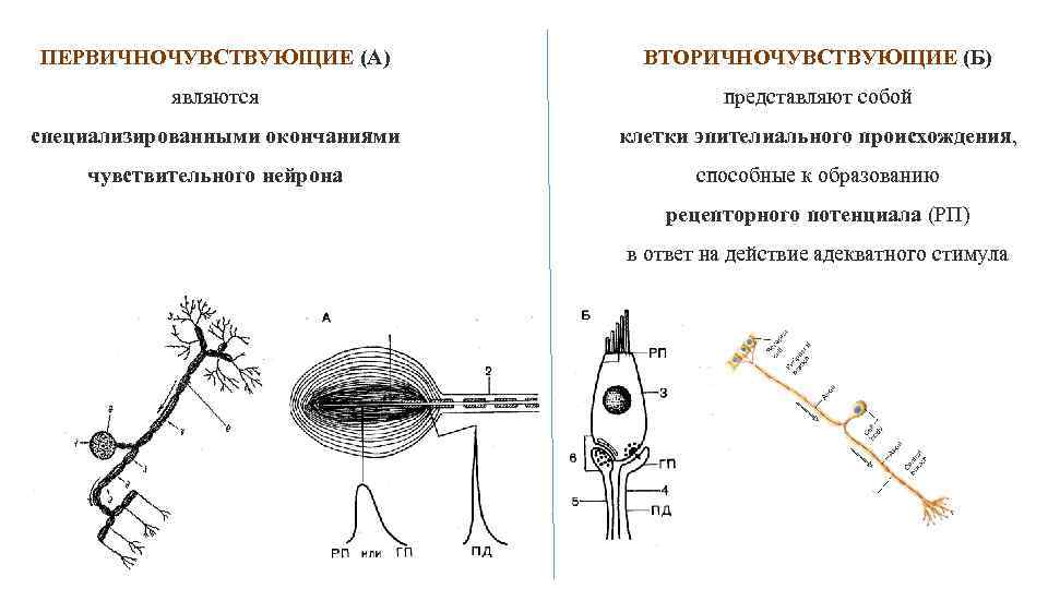 Окончание чувствительного нейрона